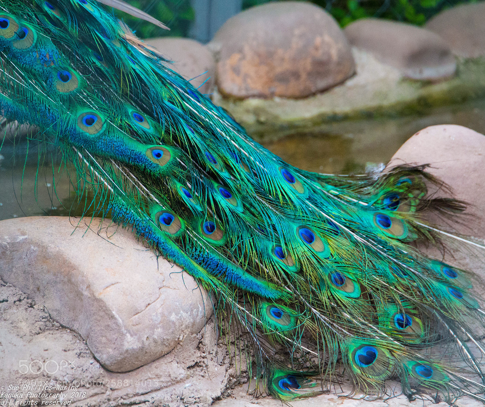 Canon EOS 6D sample photo. Beautiful tail photography