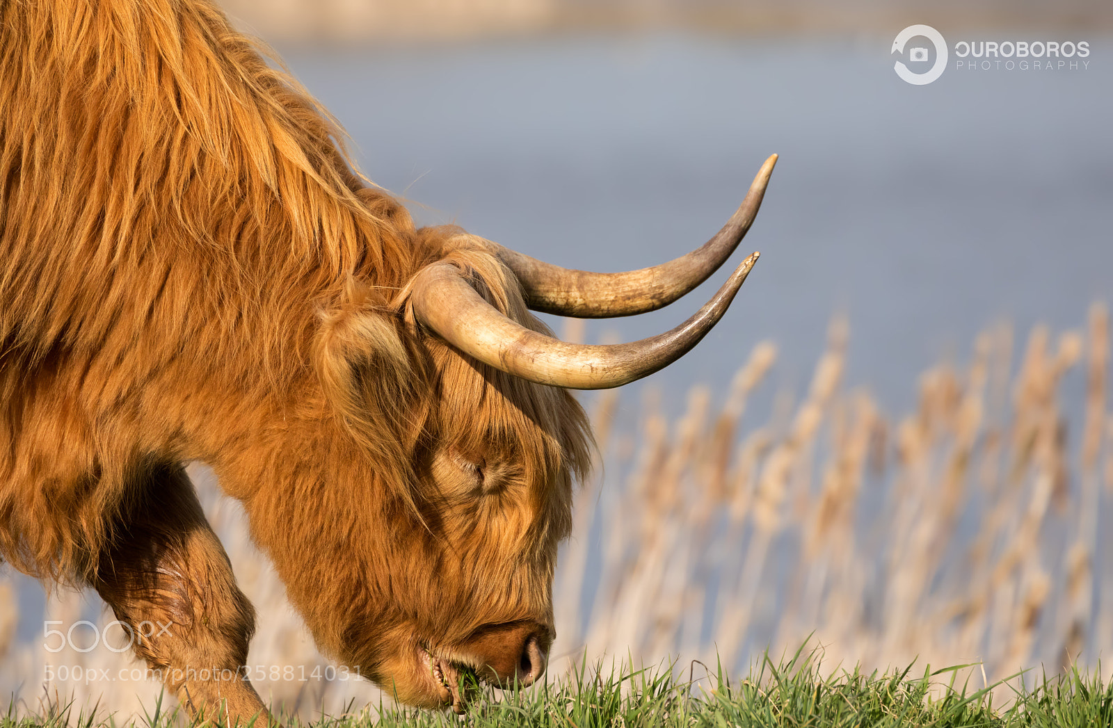 Canon EOS 5D Mark IV sample photo. Out to pasture photography