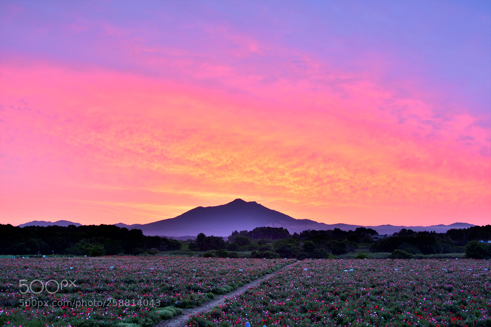 Nikon D500 sample photo. ポピーの花と筑波山の赤い雲 photography