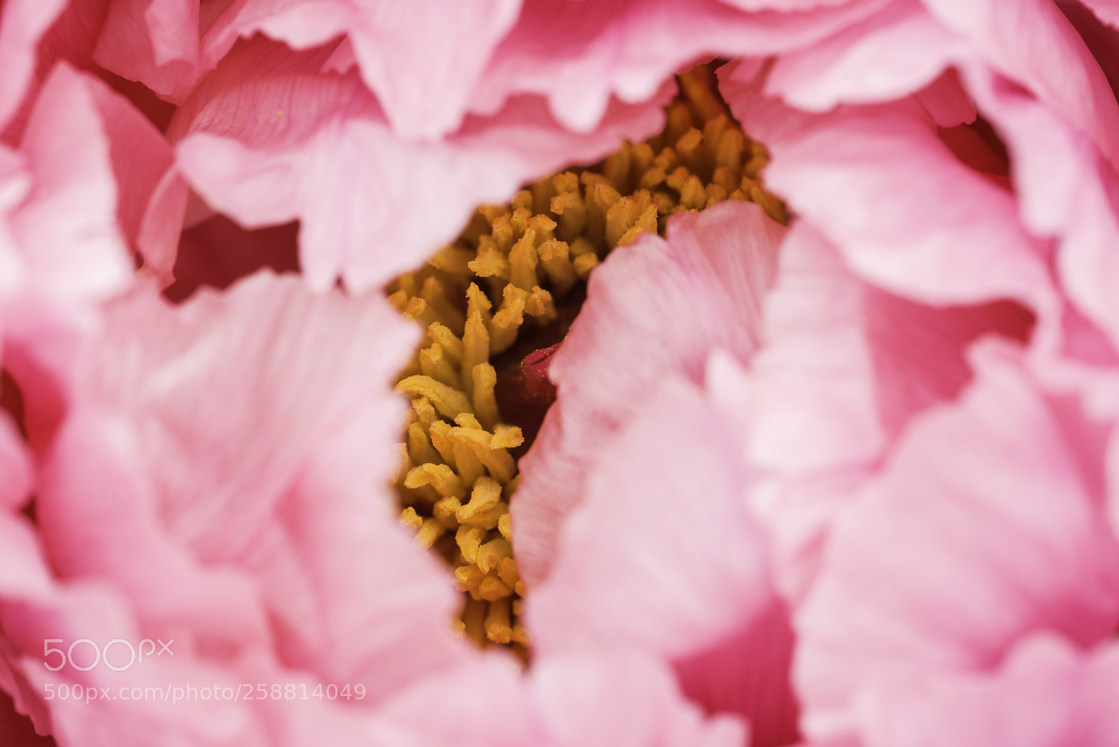 Nikon D800 sample photo. Peony photography