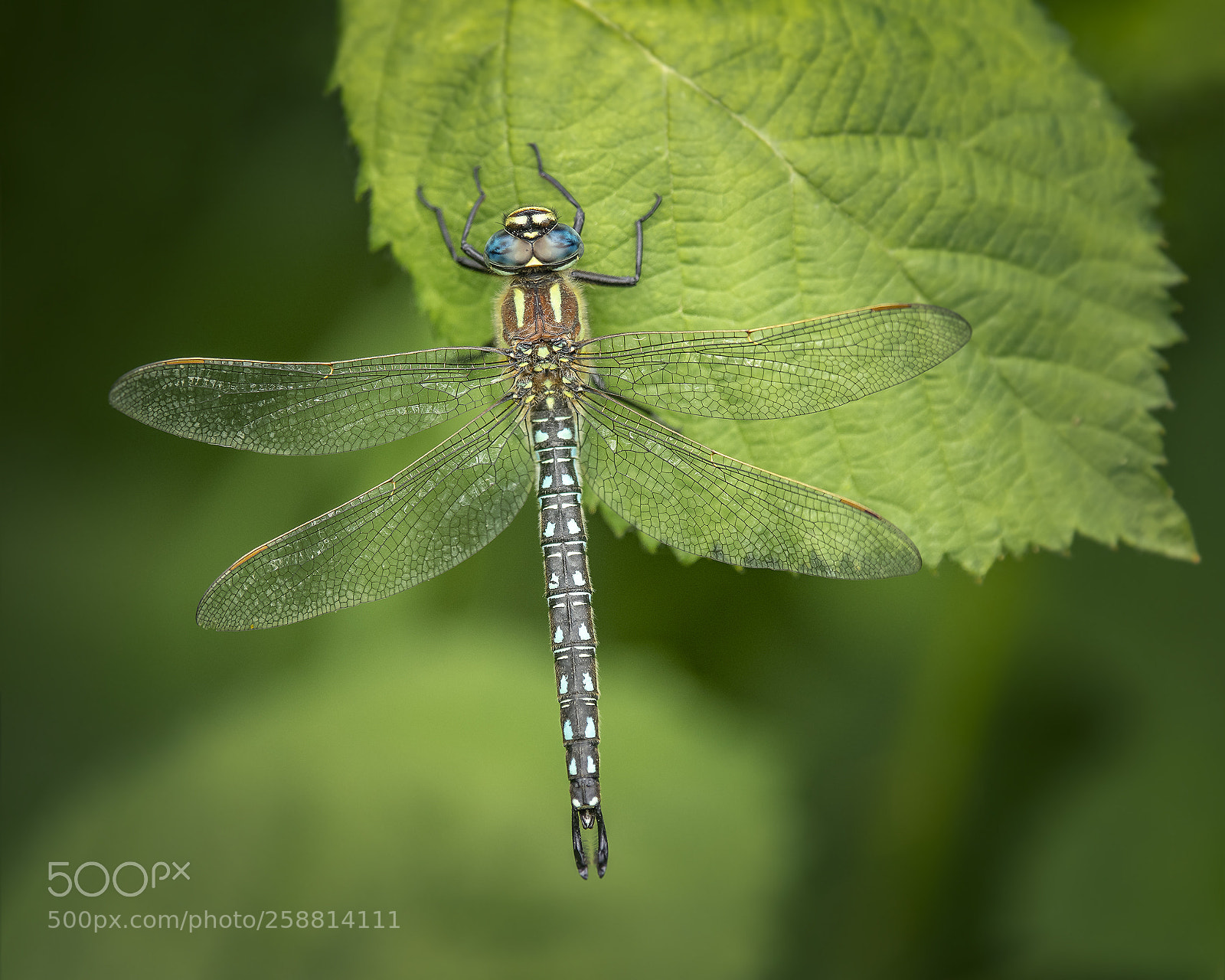 Nikon D500 sample photo. Hairy hawker photography
