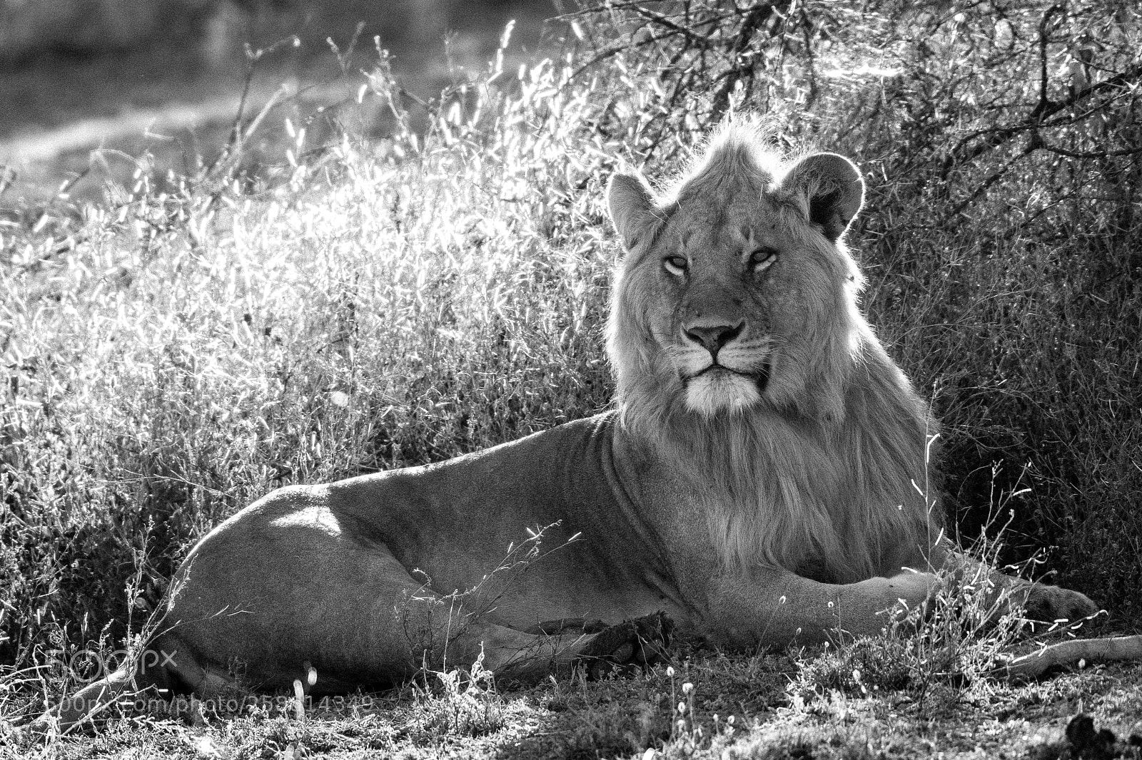 Nikon D500 sample photo. Lion king in backlight photography