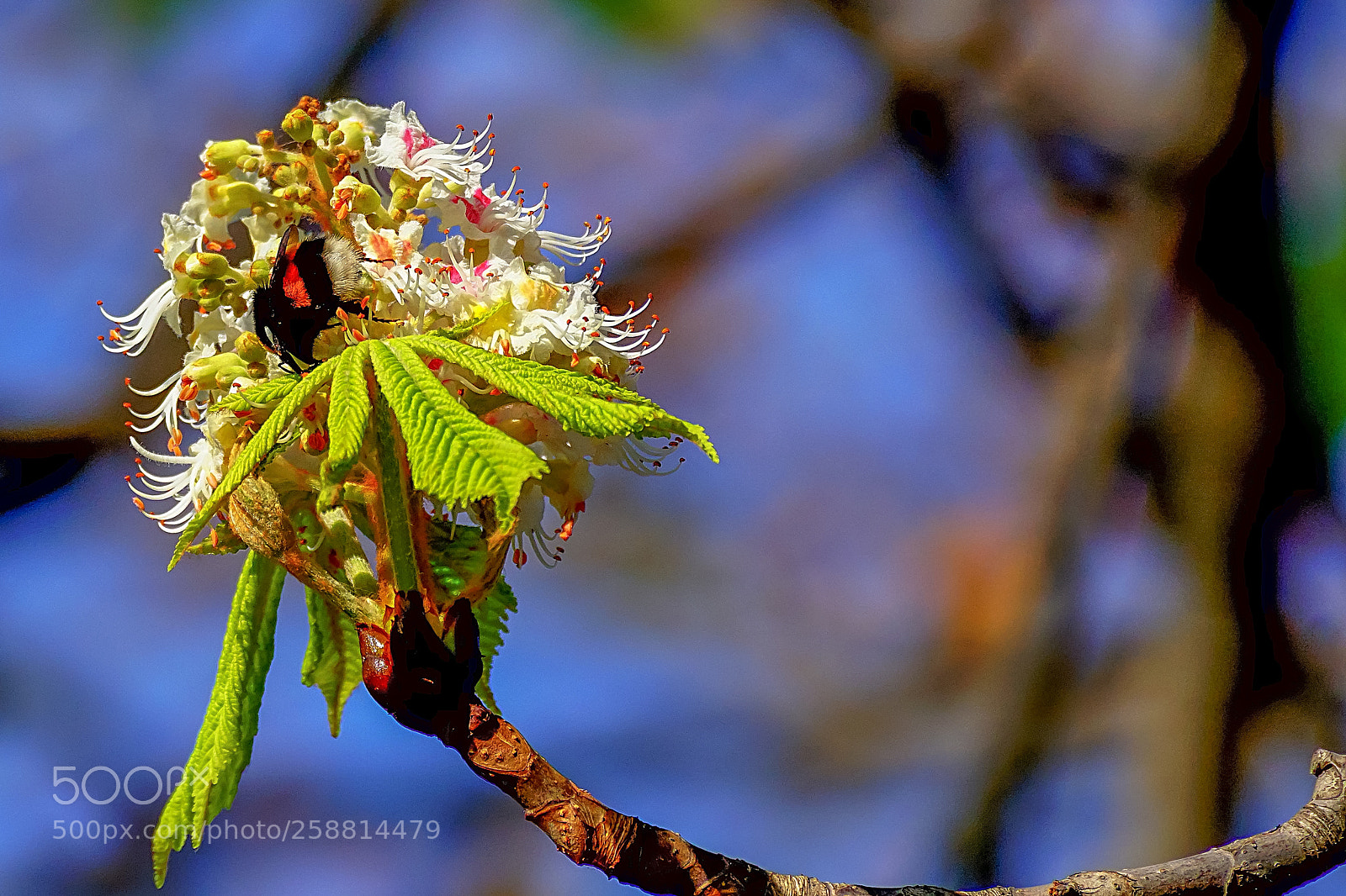 Sony ILCA-77M2 sample photo. Chestnut blossoms in late photography