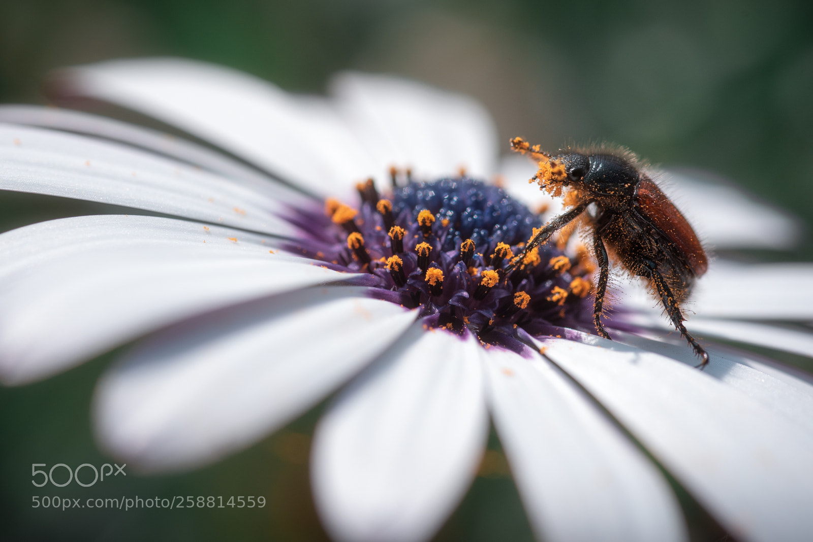 Nikon D750 sample photo. Beetle photography