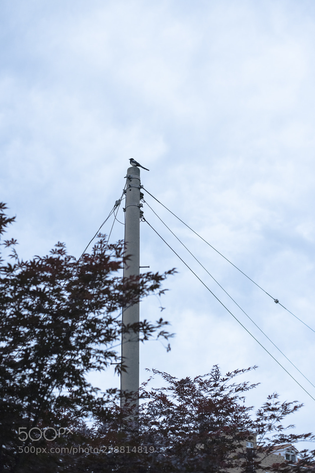 Nikon D810 sample photo. In a town   no.30 photography