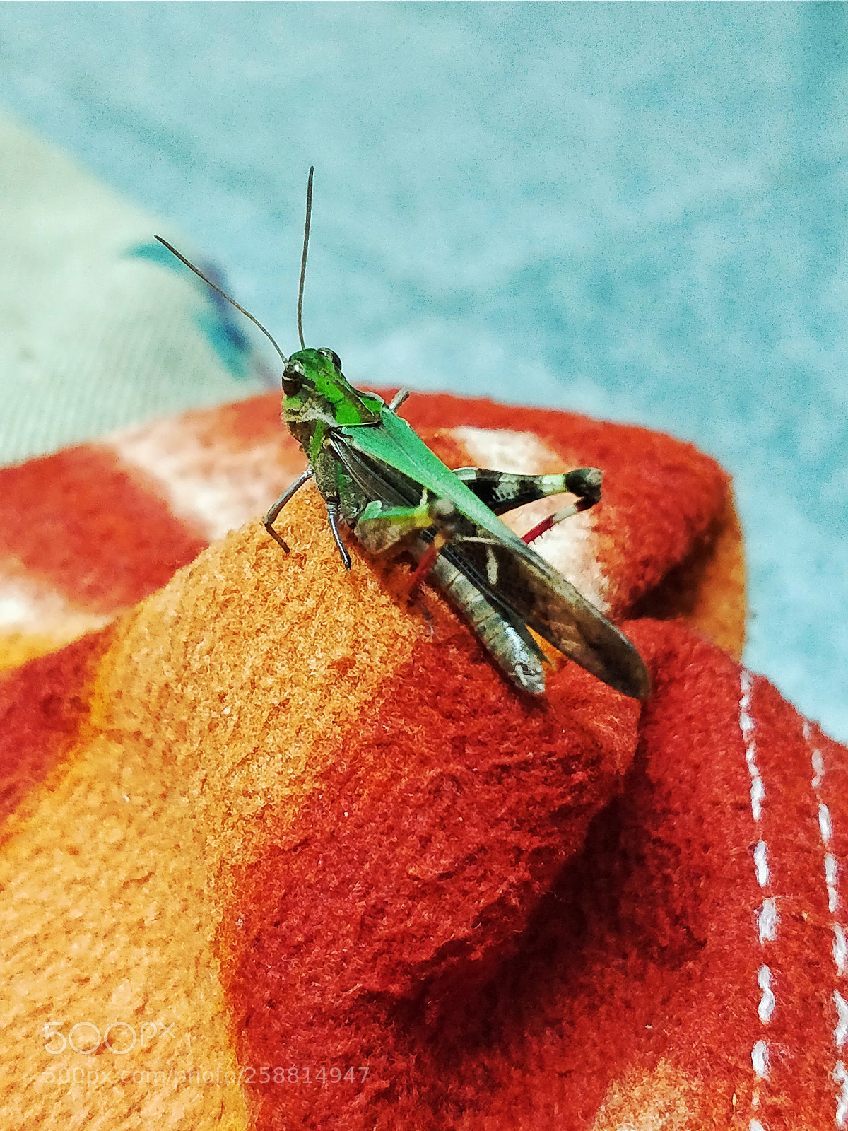 OnePlus 5 sample photo. Grasshopper photography