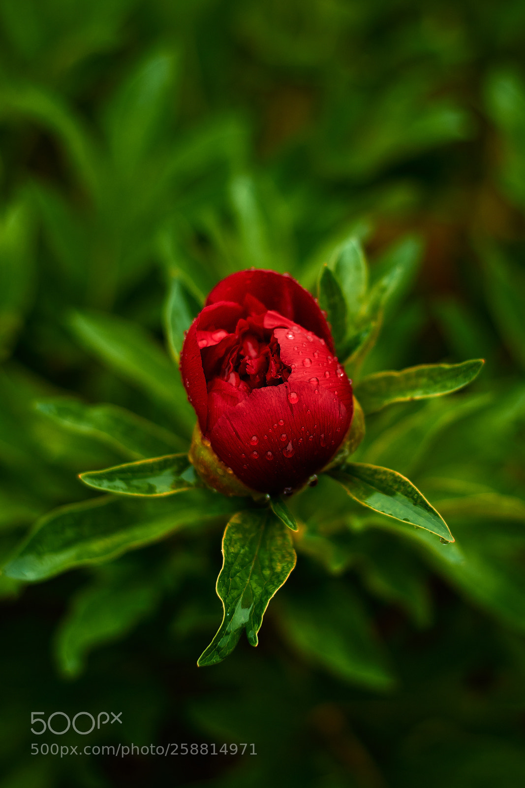 Nikon D7200 sample photo. Peony photography