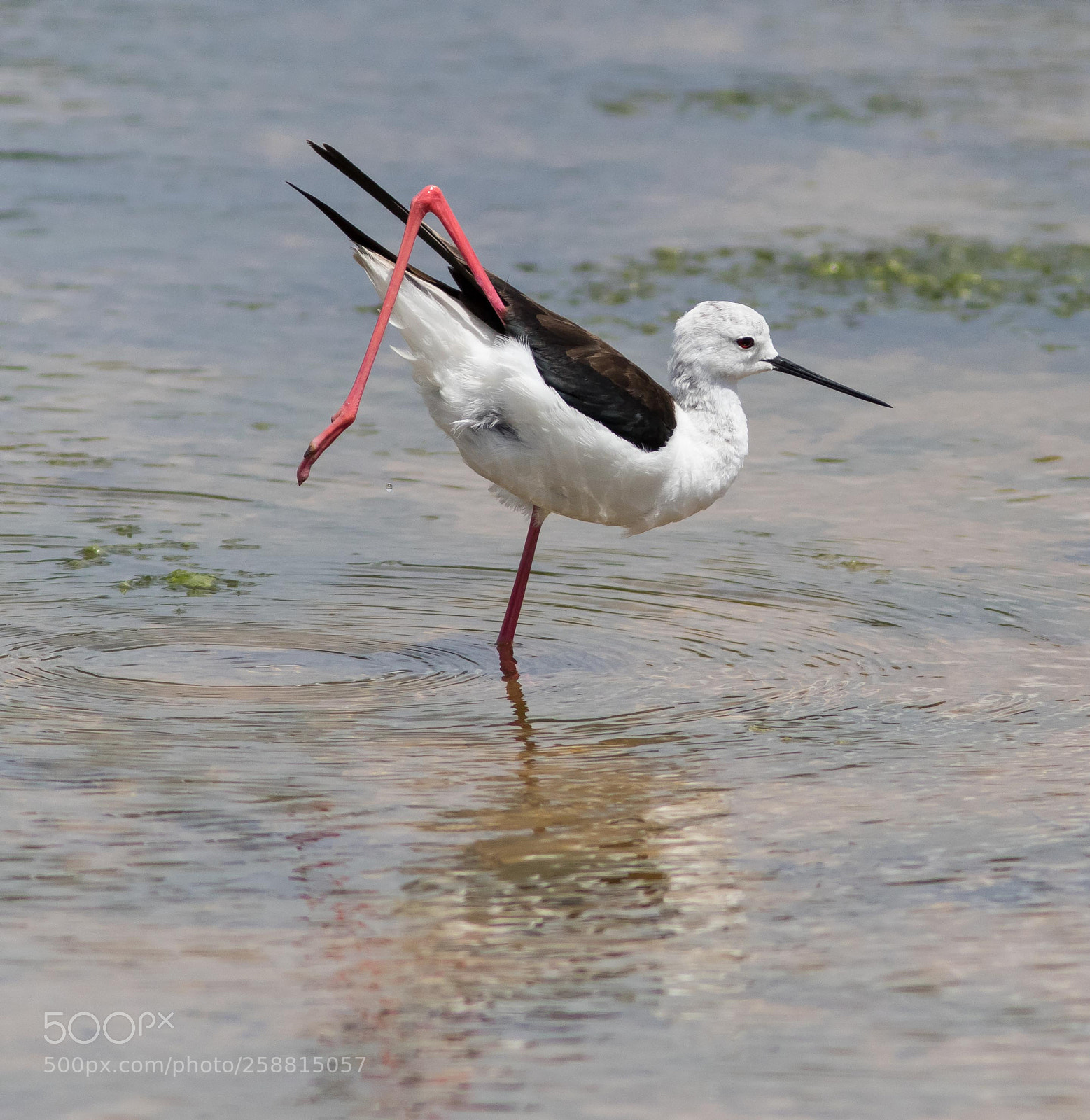 Canon EOS 7D Mark II sample photo. Black-winged stilt photography