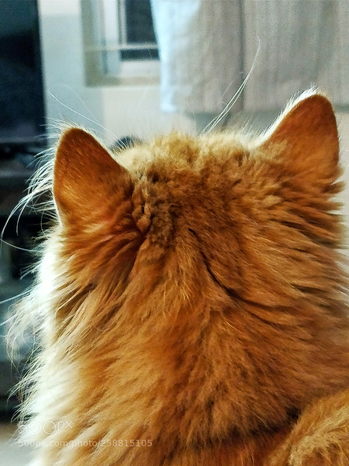 OnePlus 5 sample photo. The cat ? photography