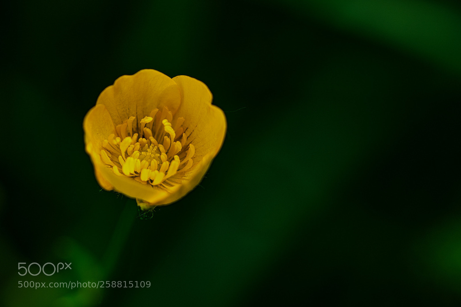Sony a6500 sample photo. Buttercup photography