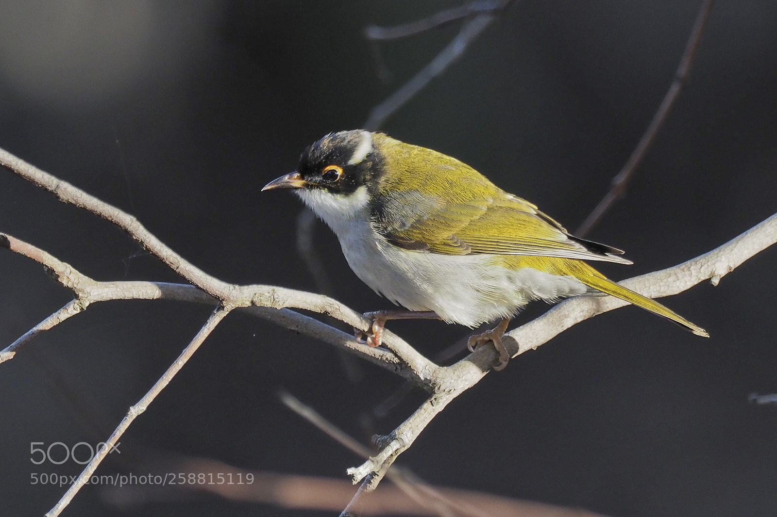 Olympus OM-D E-M1 Mark II sample photo. White-naped honeyeater photography