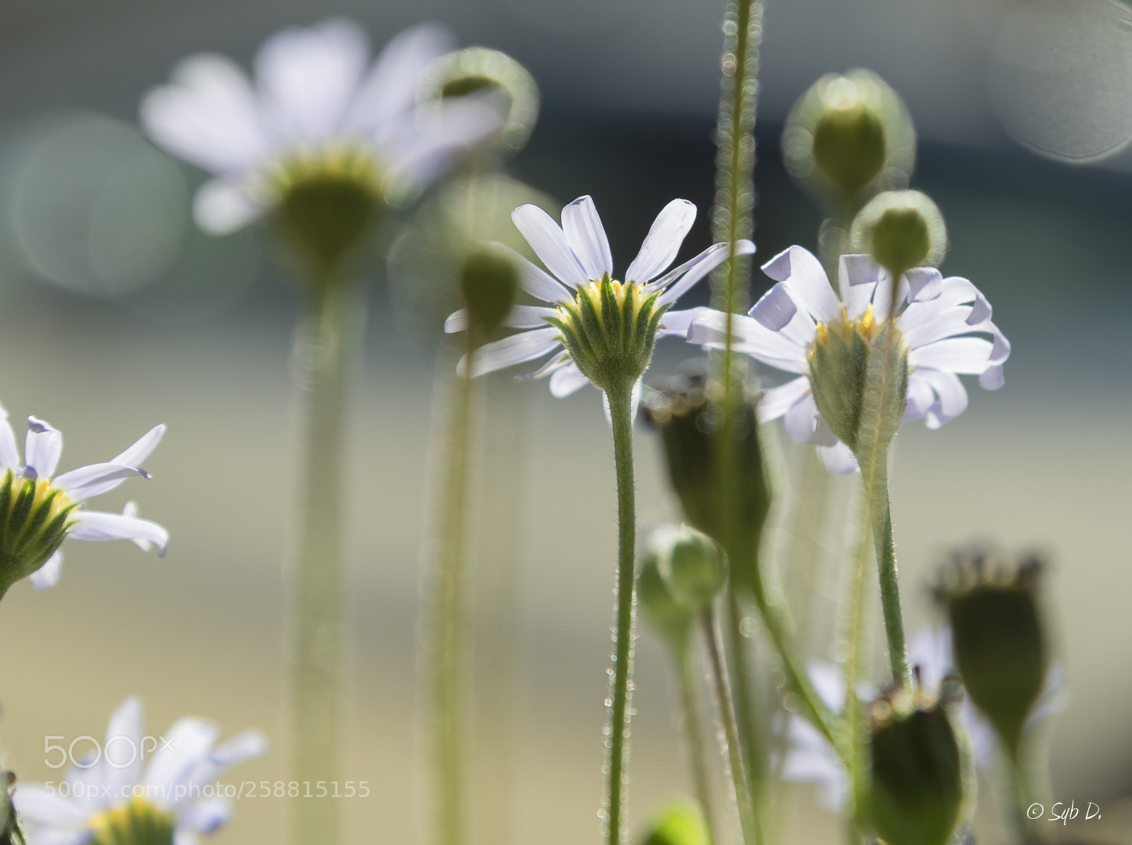 Nikon D750 sample photo. Douceur printanière.... photography