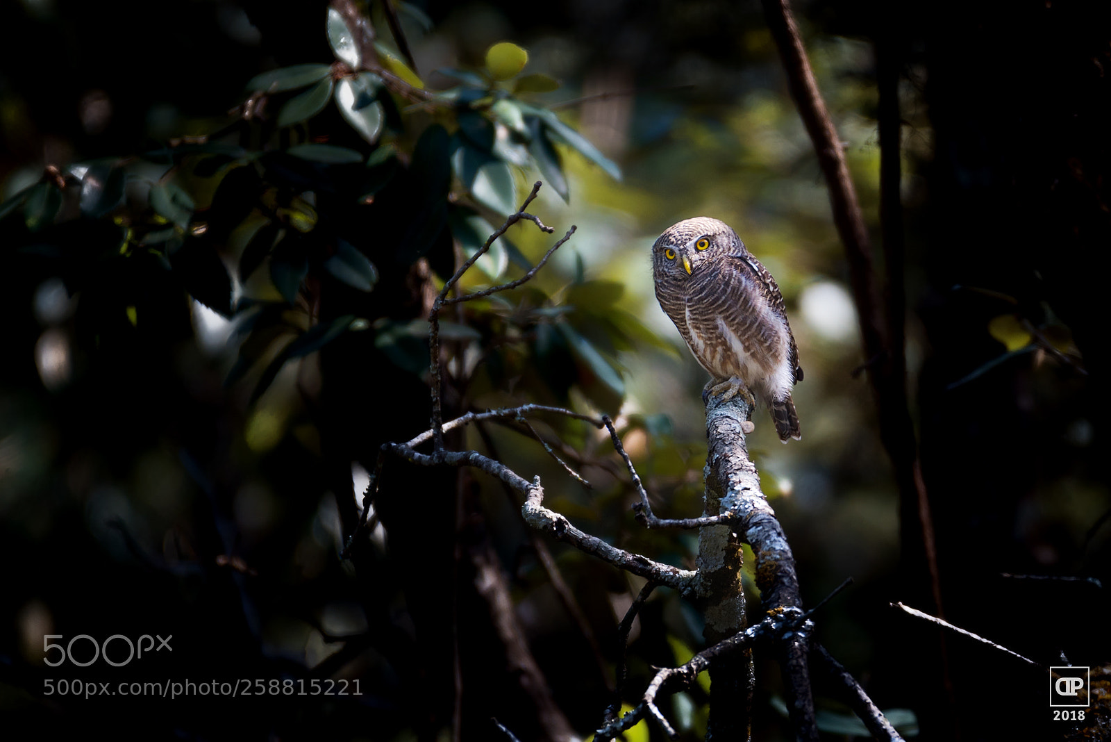 Nikon D750 sample photo. Asian barred owlet photography