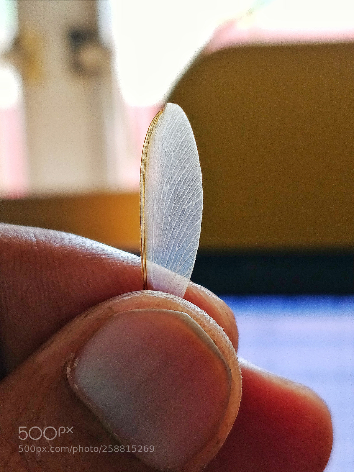 OnePlus 5 sample photo. The fallen wing photography