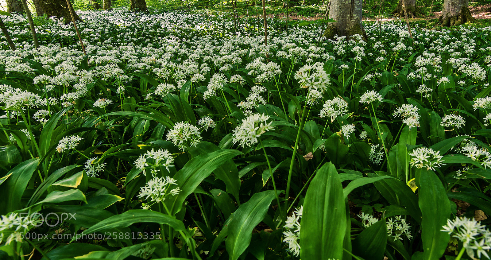 Sony ILCA-77M2 sample photo. In the wood 3 photography