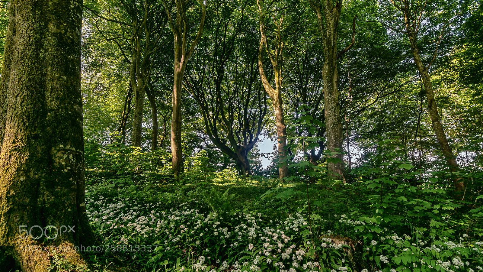 Sony ILCA-77M2 sample photo. In the wood 2 photography