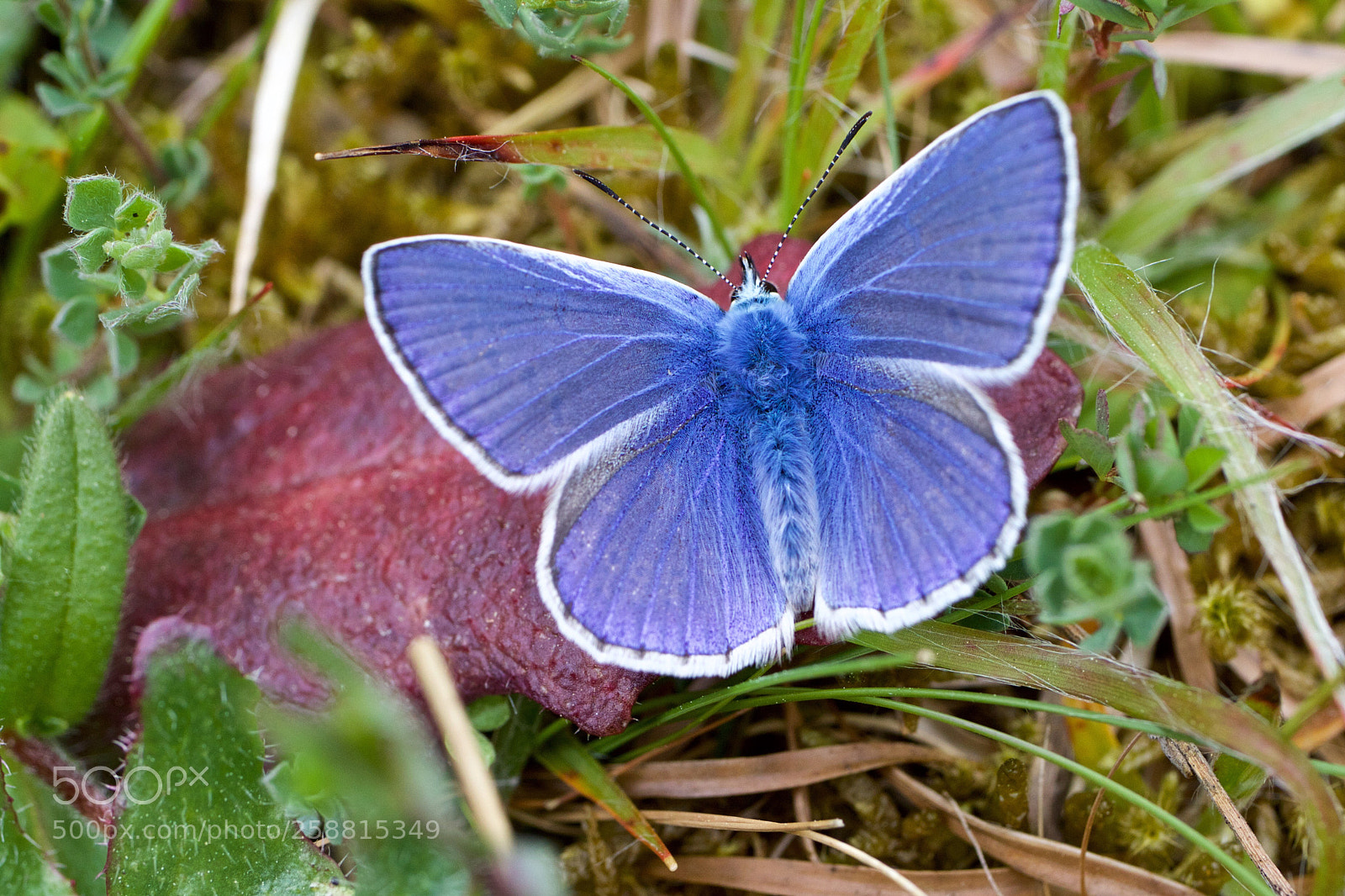 Canon EOS 7D Mark II sample photo. Polyommatus icarus - icarusblauwtje photography