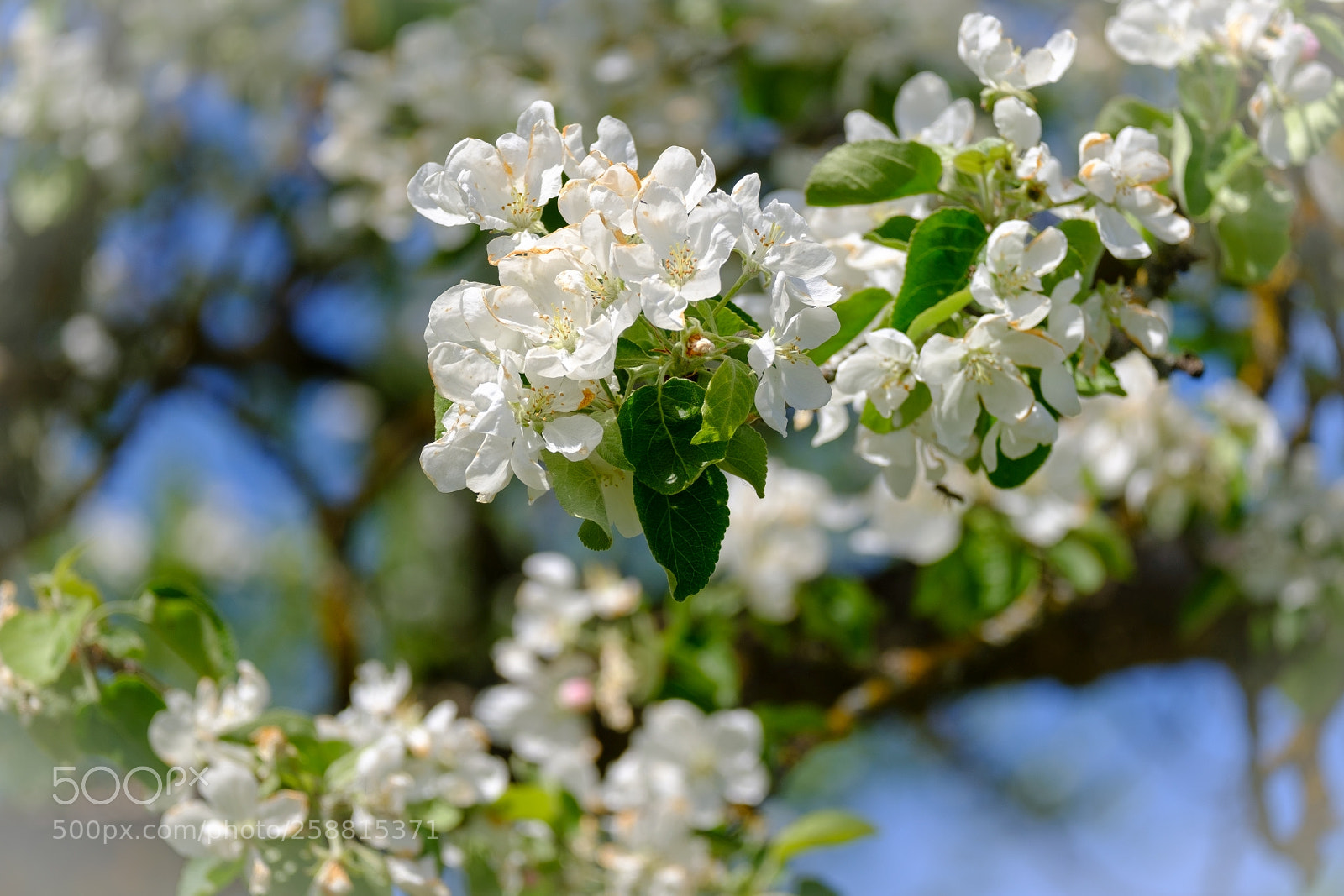 Fujifilm X-T20 sample photo. Appletree blooming photography