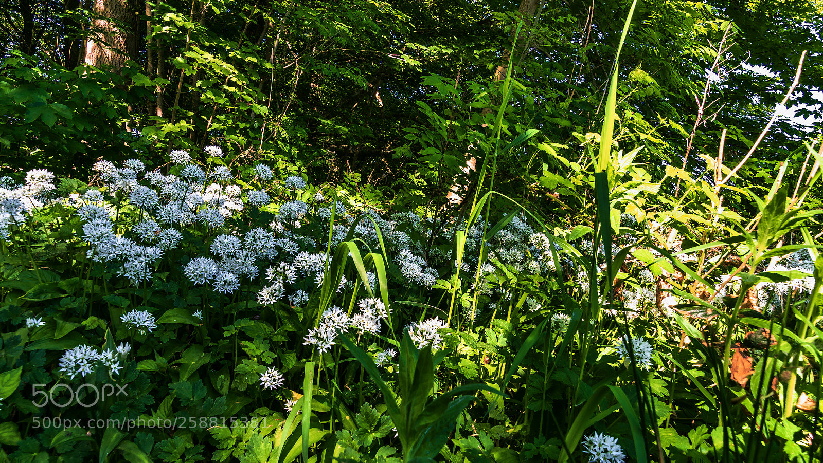Sony ILCA-77M2 sample photo. In the wood 1 photography