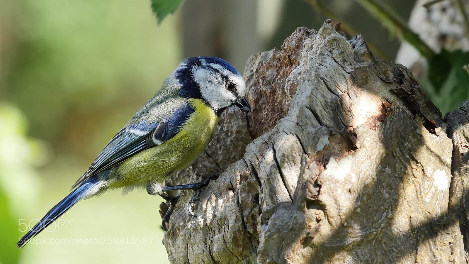 Panasonic Lumix DMC-GX8 sample photo. Cyanistes caeruleus photography