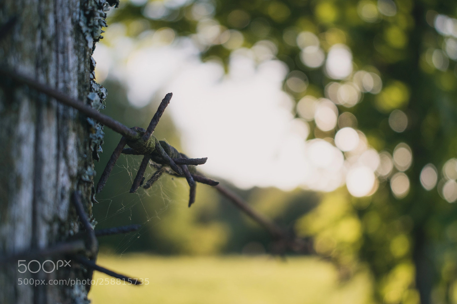 Nikon D5300 sample photo. Untitled photography