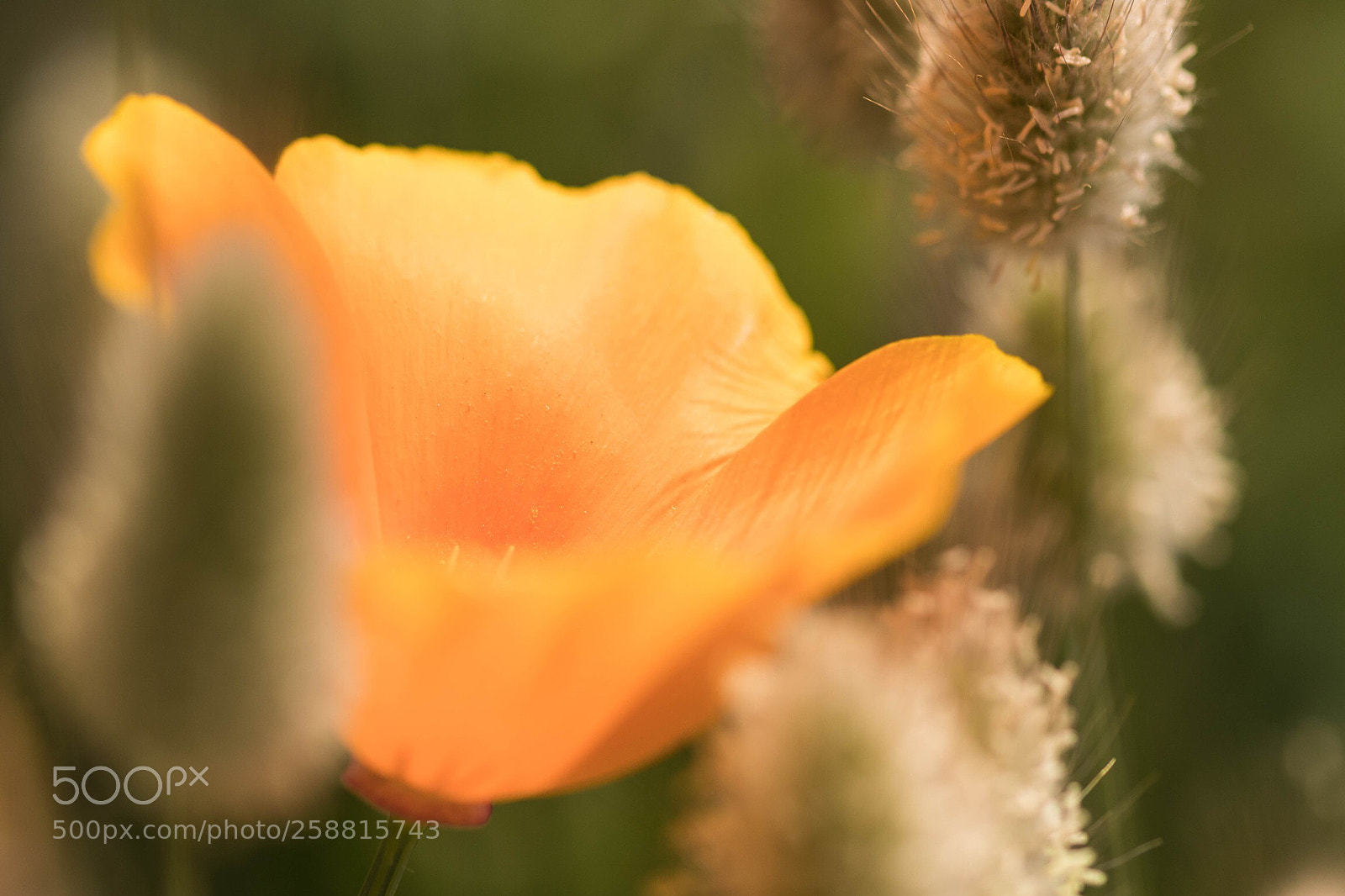 Canon EOS 80D sample photo. Pavot de californie ! photography