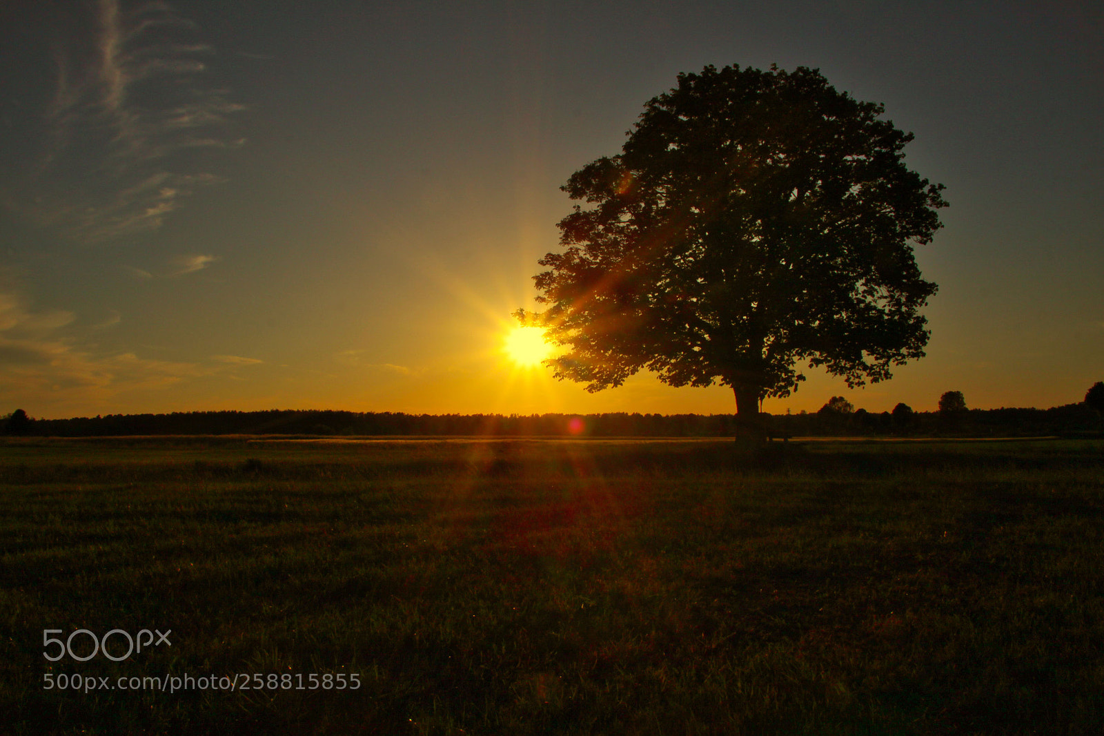 Canon EOS 50D sample photo. Baum im gegenlicht photography