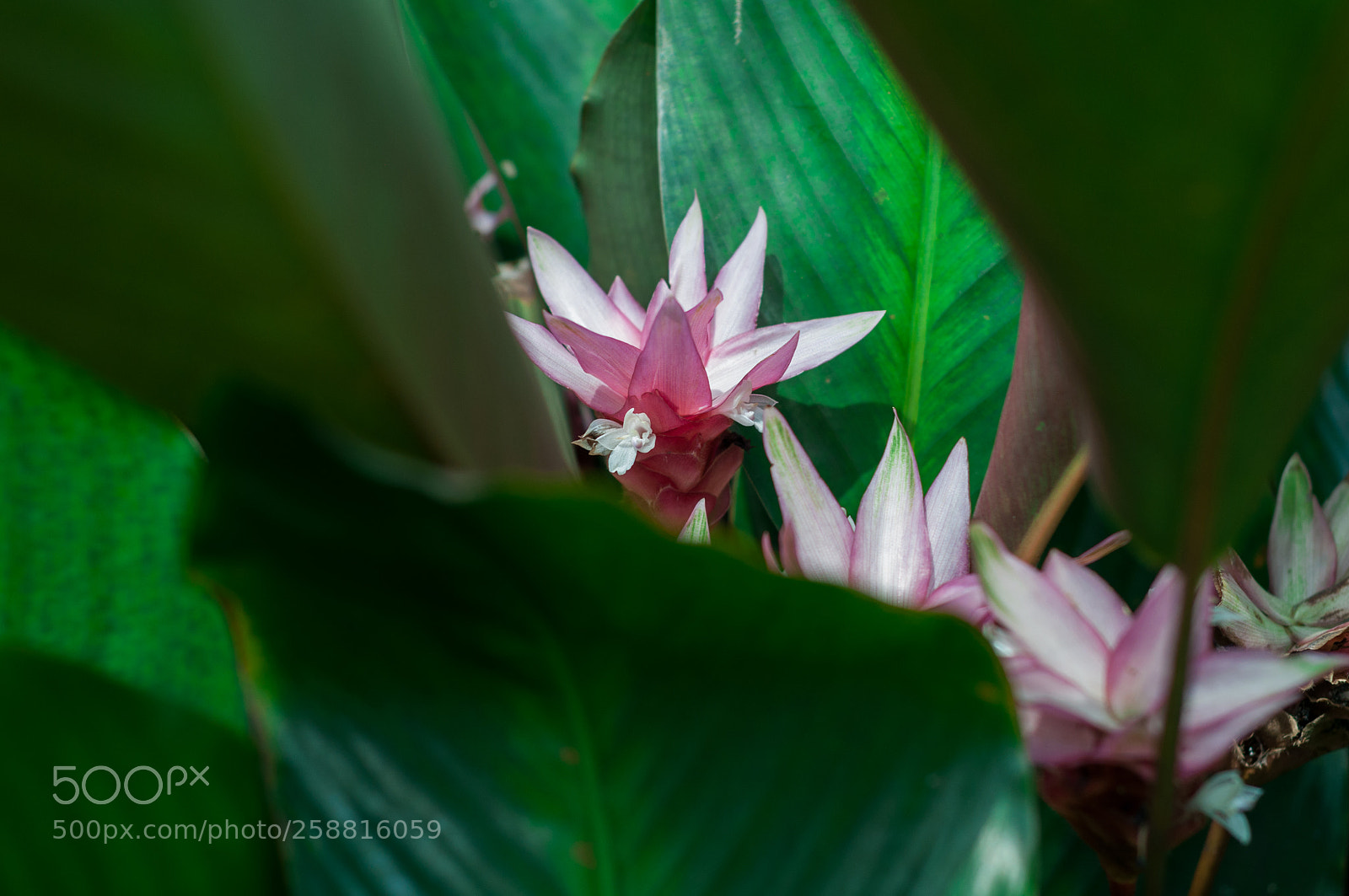 Nikon D90 sample photo. Close up looks on photography