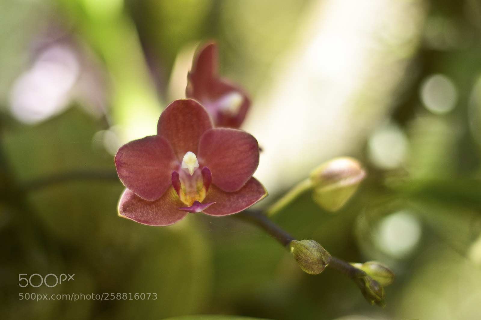 Nikon D7100 sample photo. Fluindo com a natureza. photography
