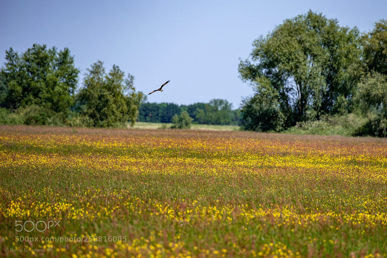 Nikon D750 sample photo. Fly photography