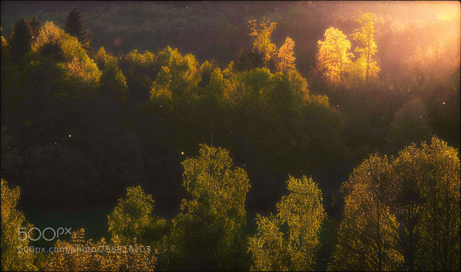 Fujifilm X-T1 sample photo. The golden flies photography