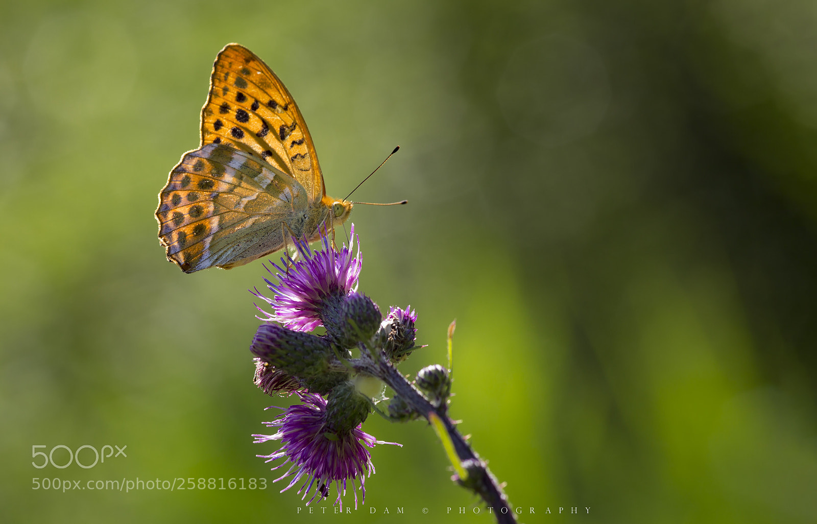 Canon EOS 6D sample photo. The silver-washed fritillary  photography