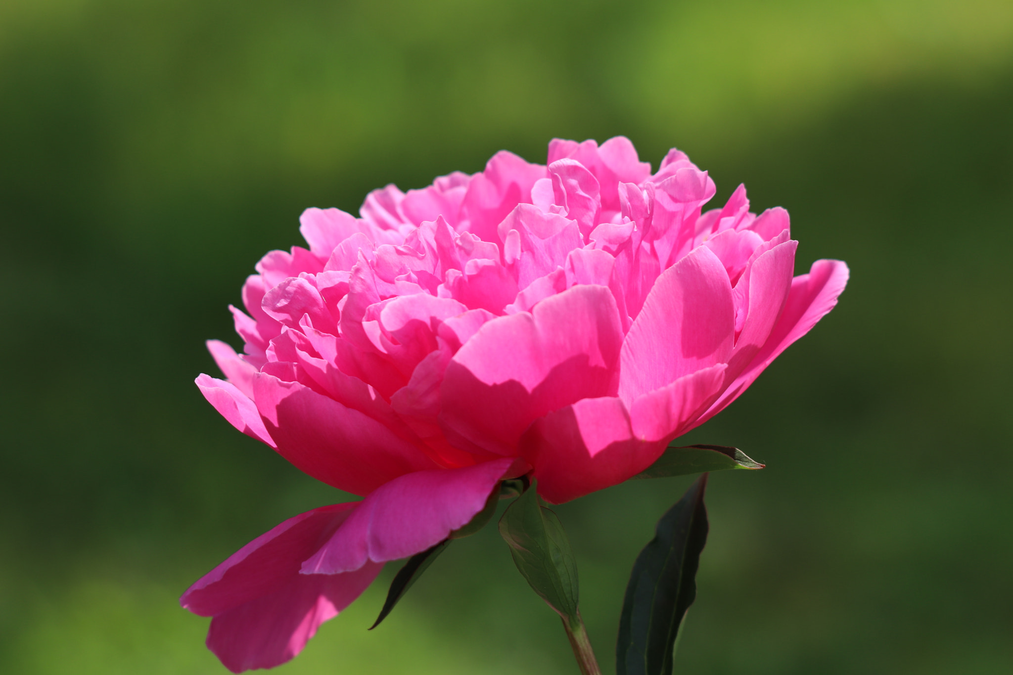 Canon EF 70-300 F4-5.6 IS II USM sample photo. Pink & green photography