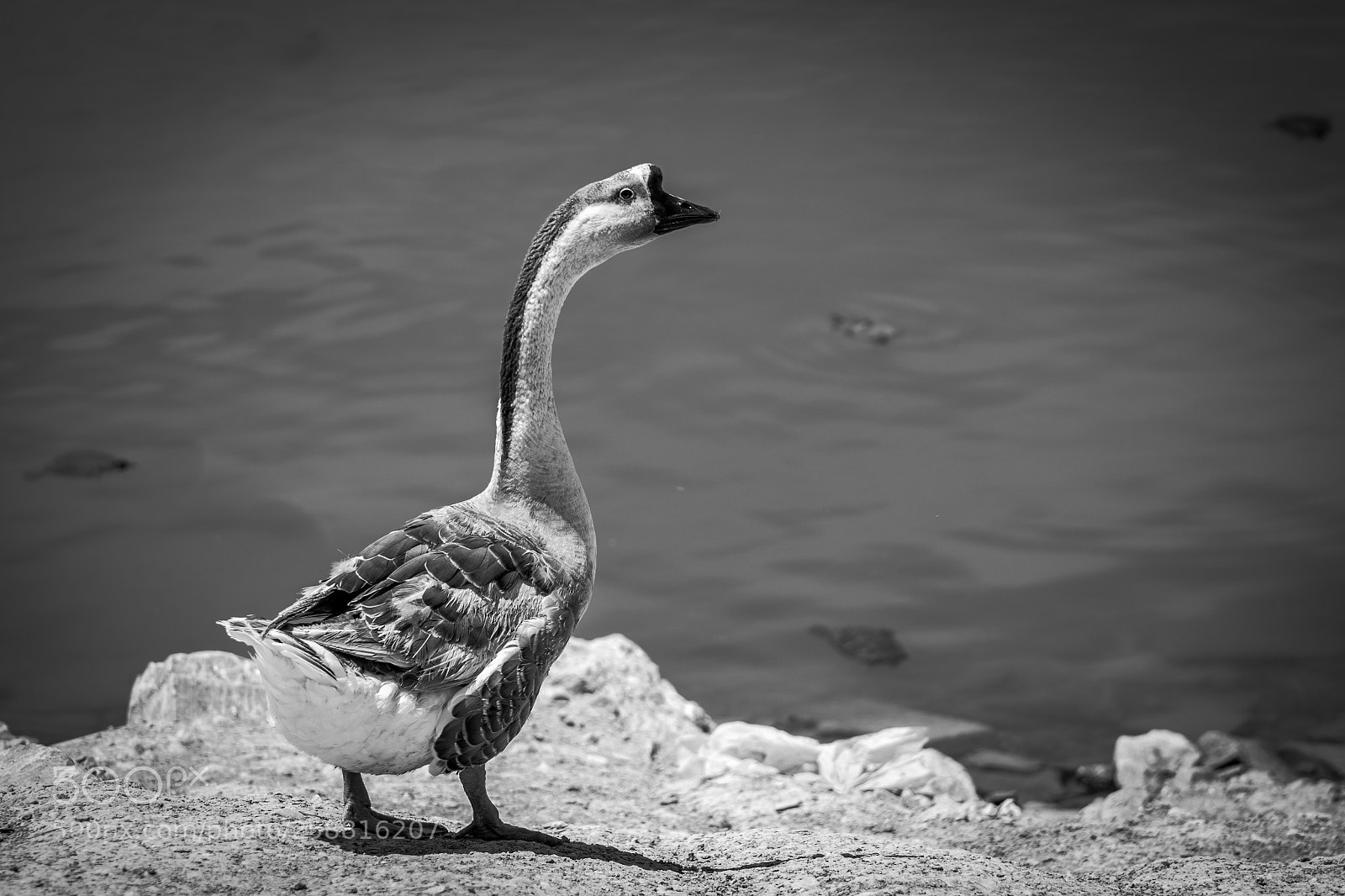 Nikon D5300 sample photo. Goose in black and photography