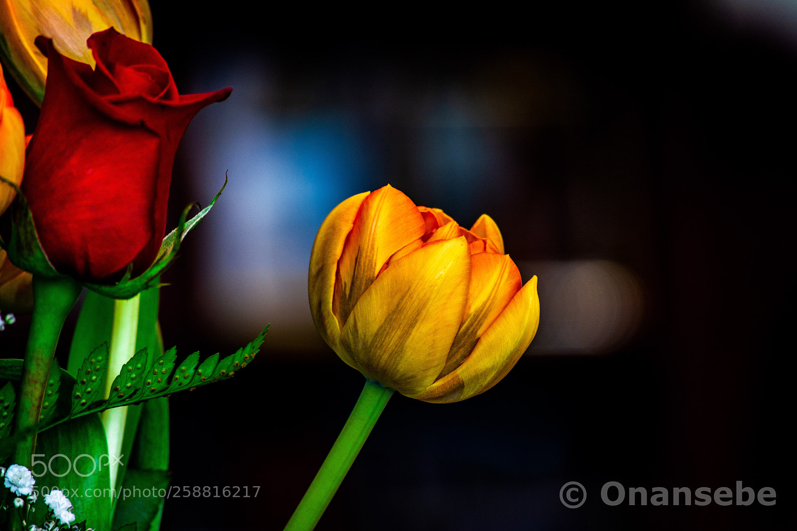 Nikon D5200 sample photo. Rosa&tulipan photography