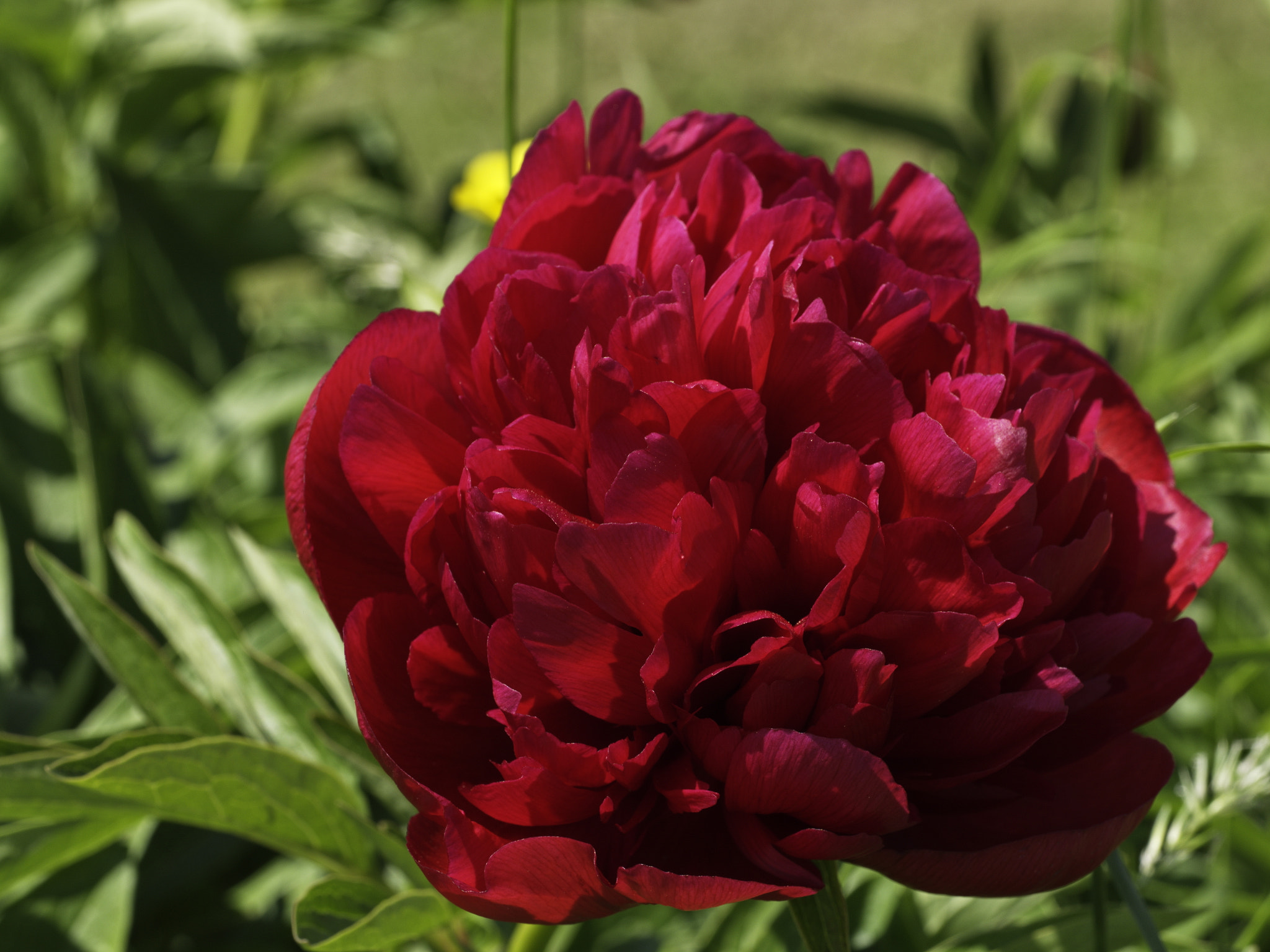 Panasonic Lumix DMC-GX8 sample photo. Pivoine photography