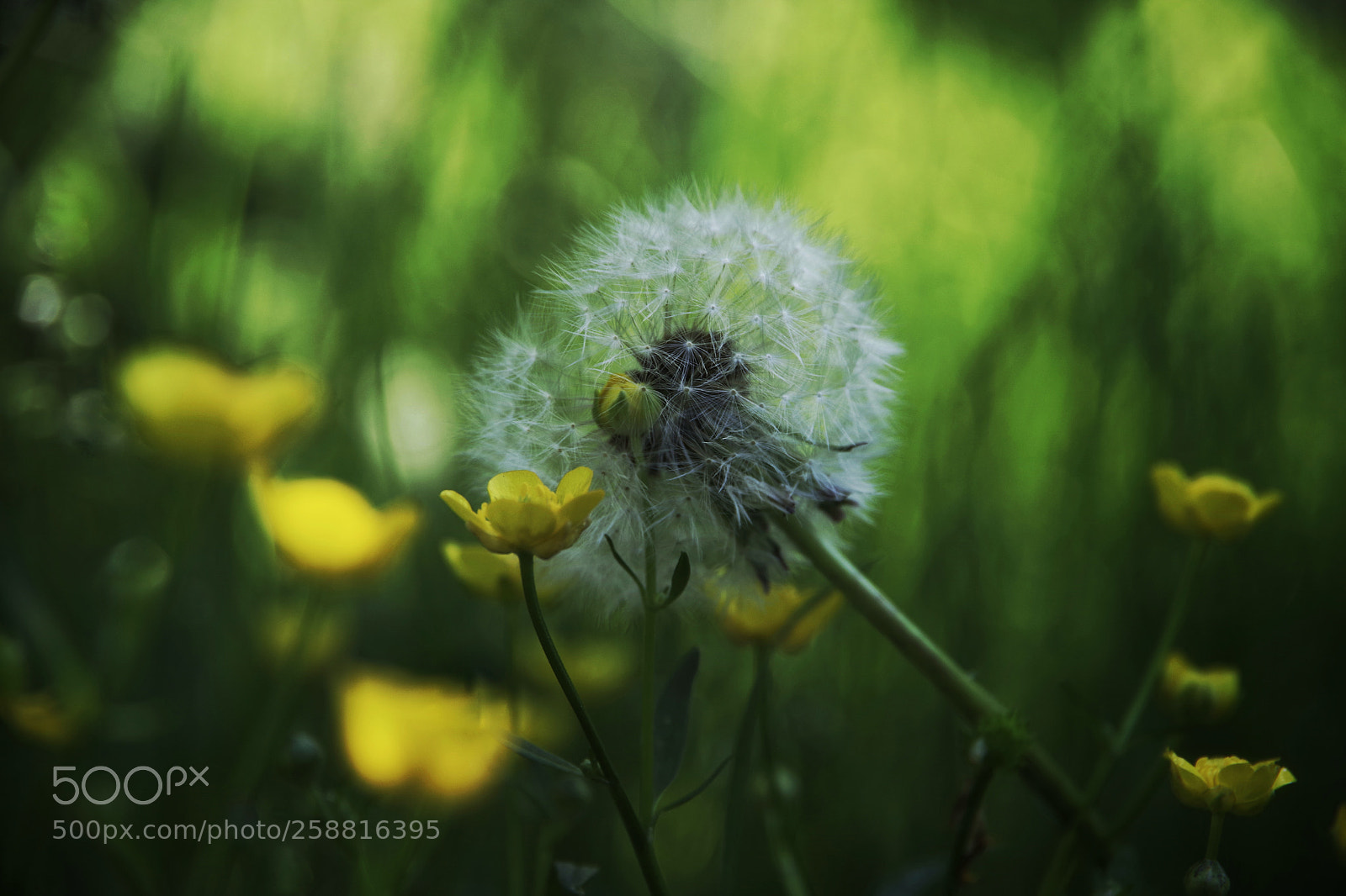 Pentax K-70 sample photo. Kiss me with the photography