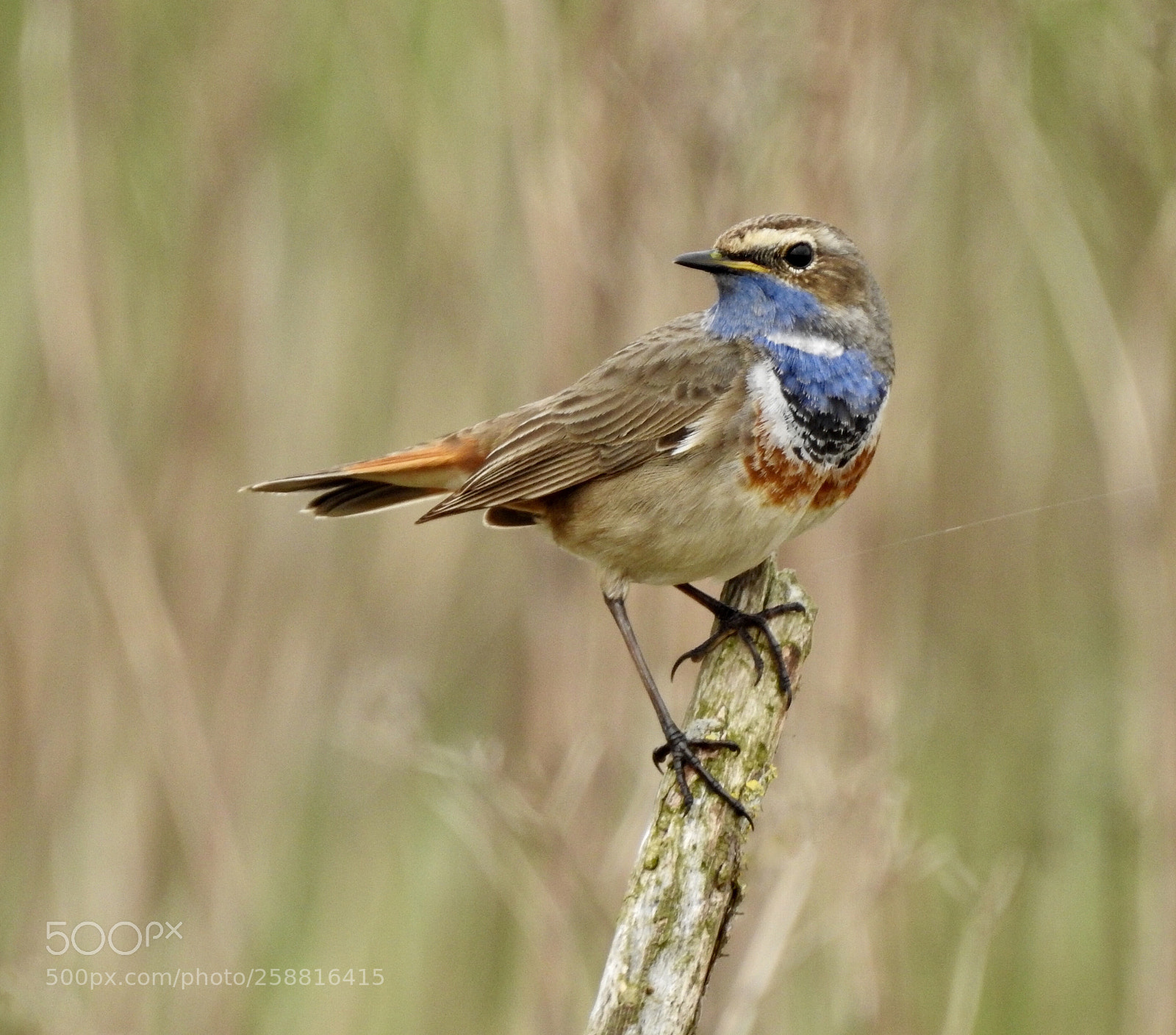 Nikon Coolpix P900 sample photo. Bluethroat photography