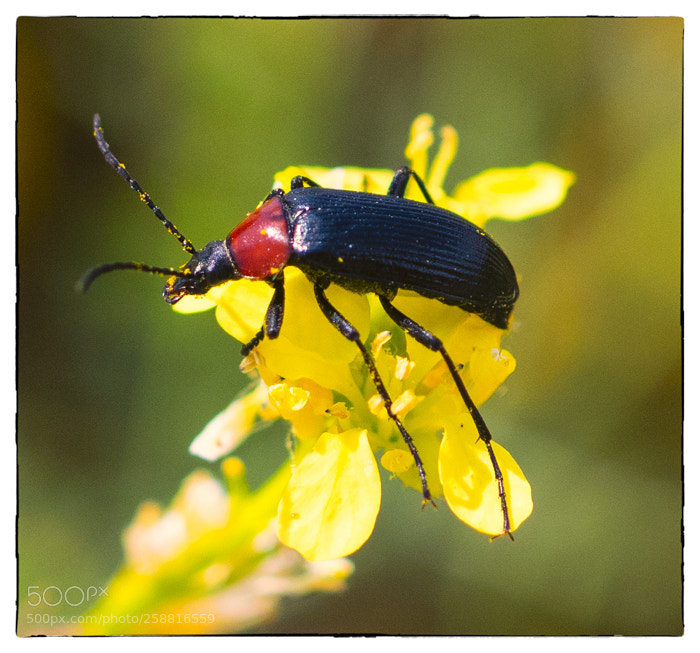 Olympus OM-D E-M1 sample photo. . photography