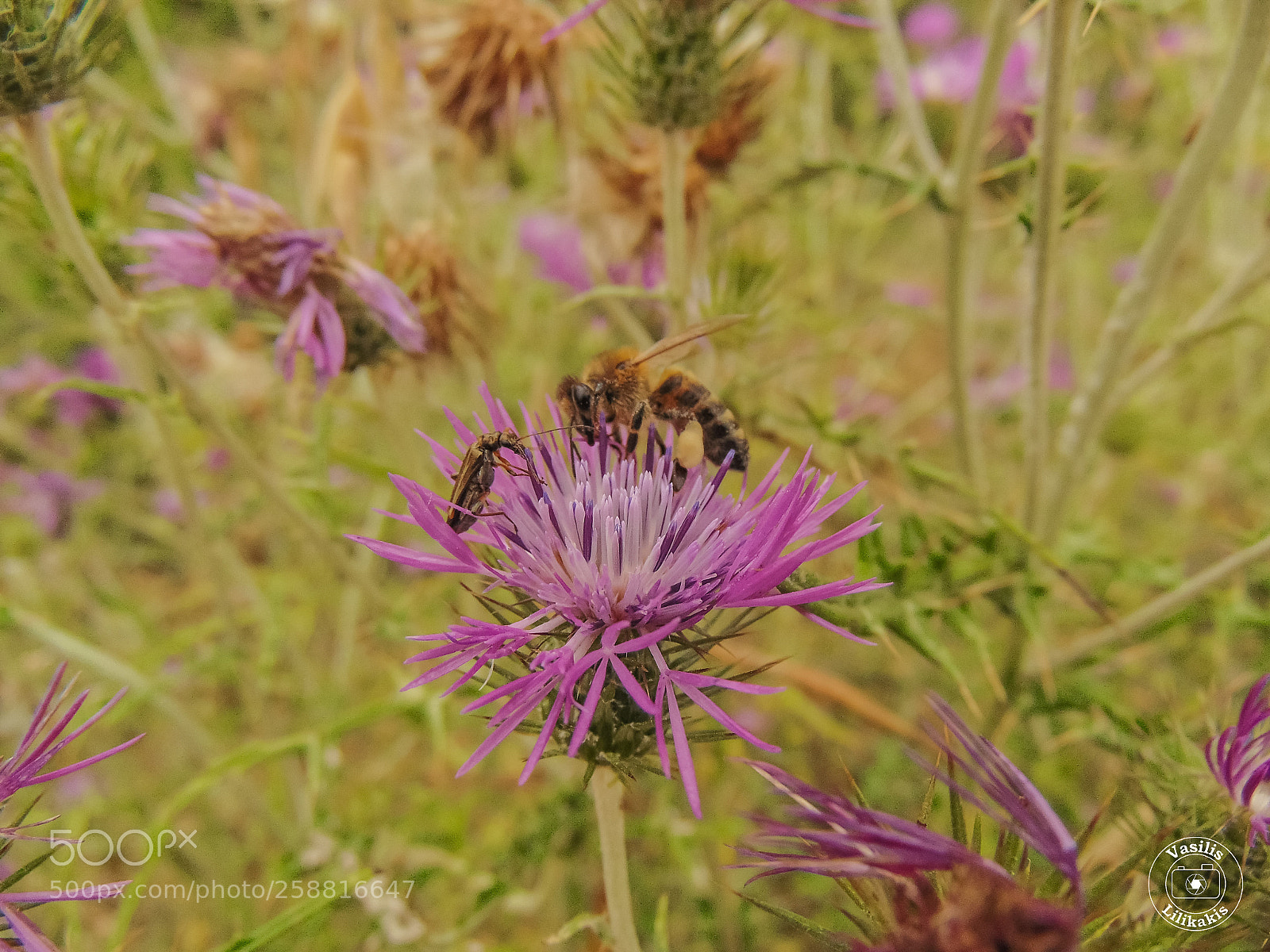 Sony Cyber-shot DSC-H300 sample photo. Dsc photography