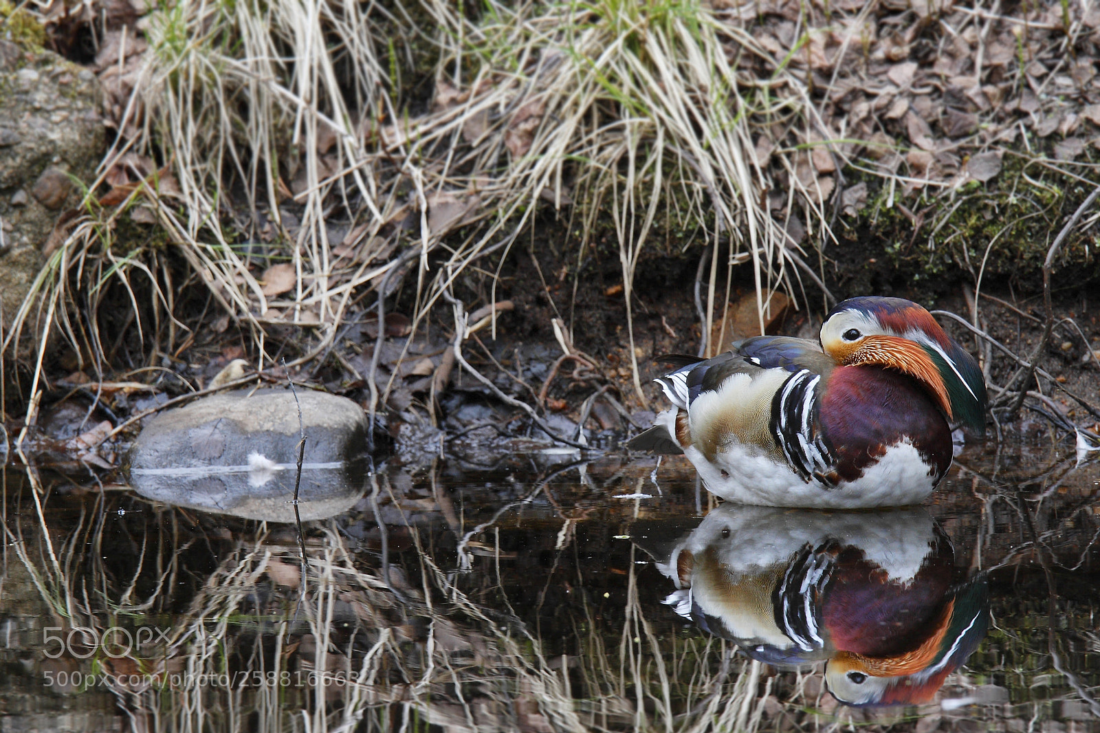 Canon EOS 7D sample photo. I am watching you photography