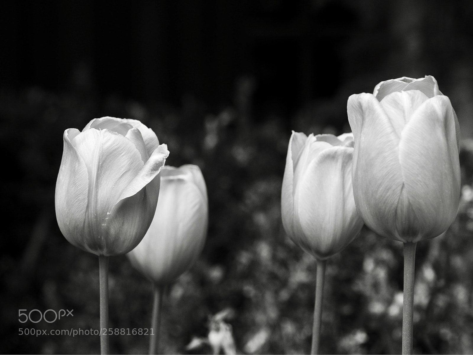 Olympus OM-D E-M10 II sample photo. Tulipa photography