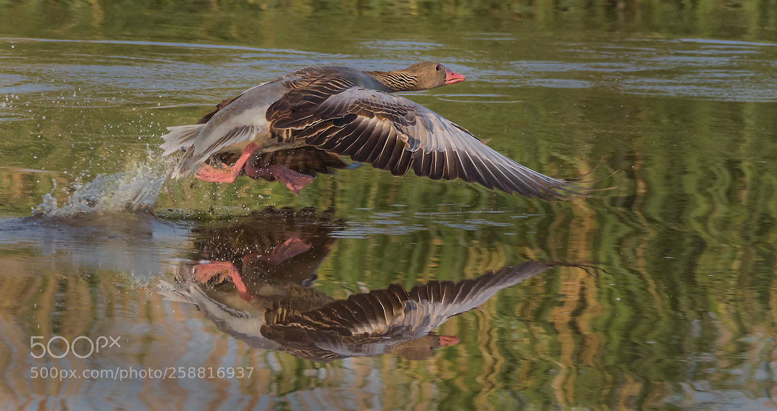 Canon EOS 7D Mark II sample photo. Spiegelung photography