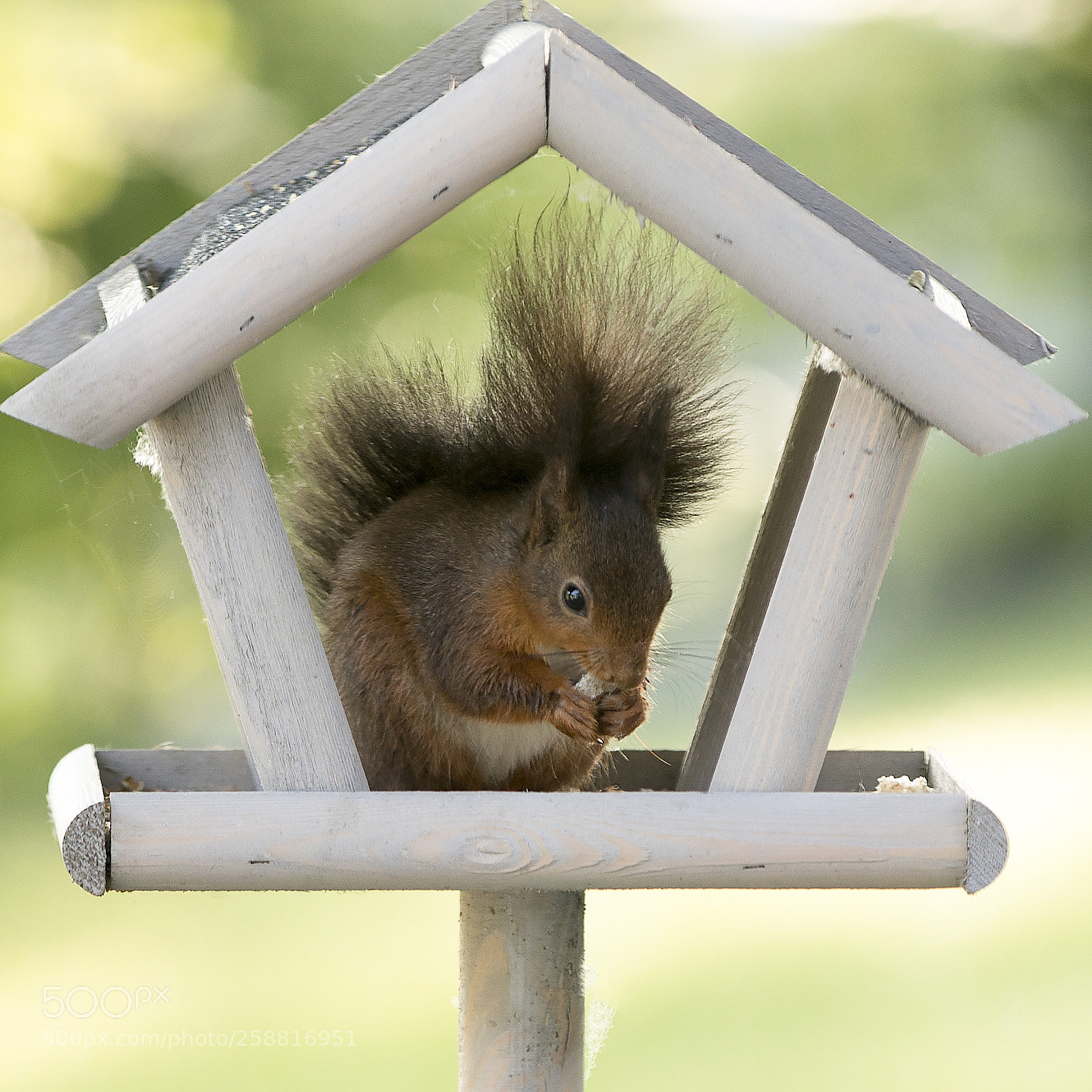 Canon EOS 5D Mark IV sample photo. Squirrel photography