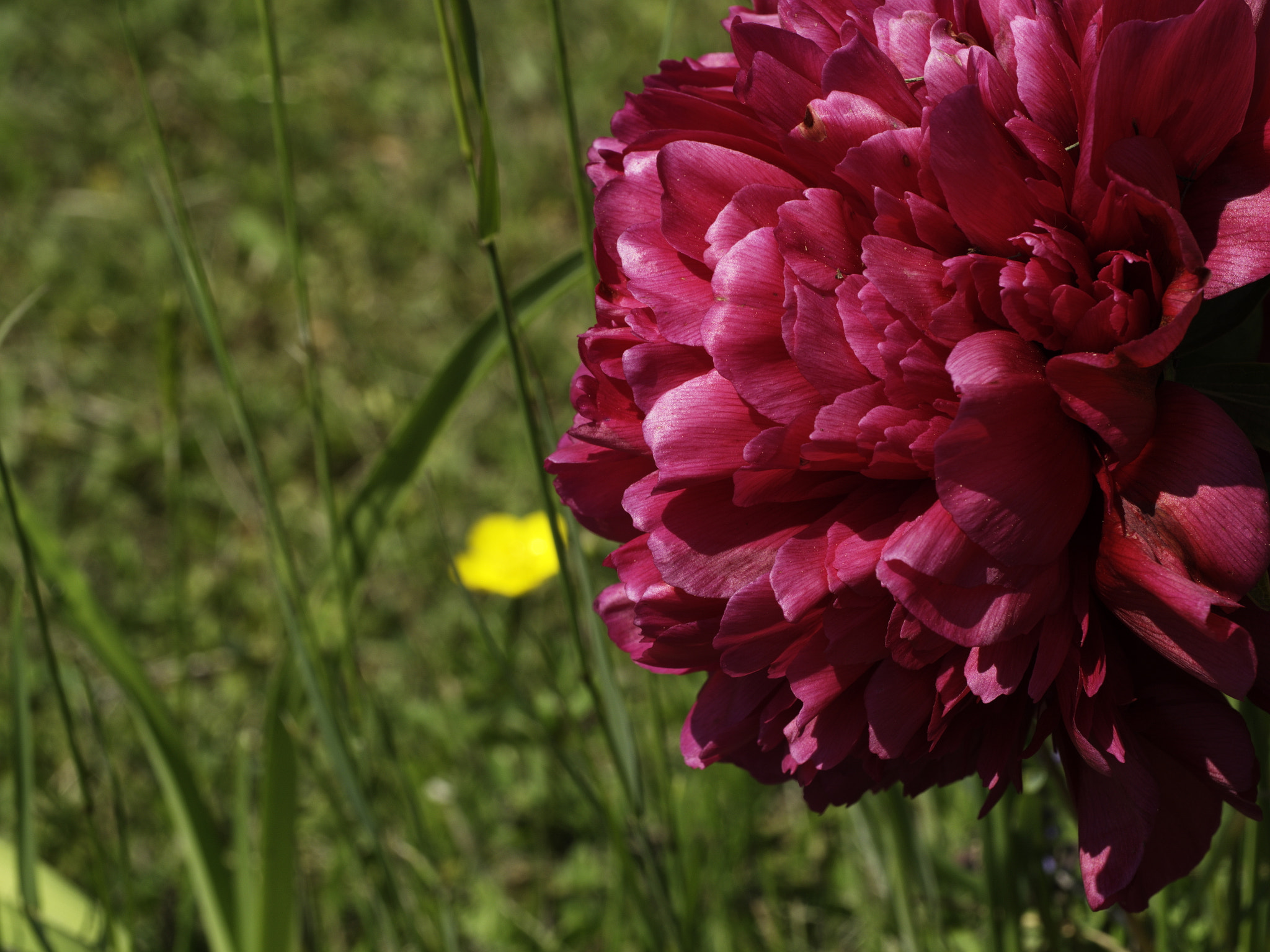 Panasonic Lumix DMC-GX8 sample photo. Pivoine photography