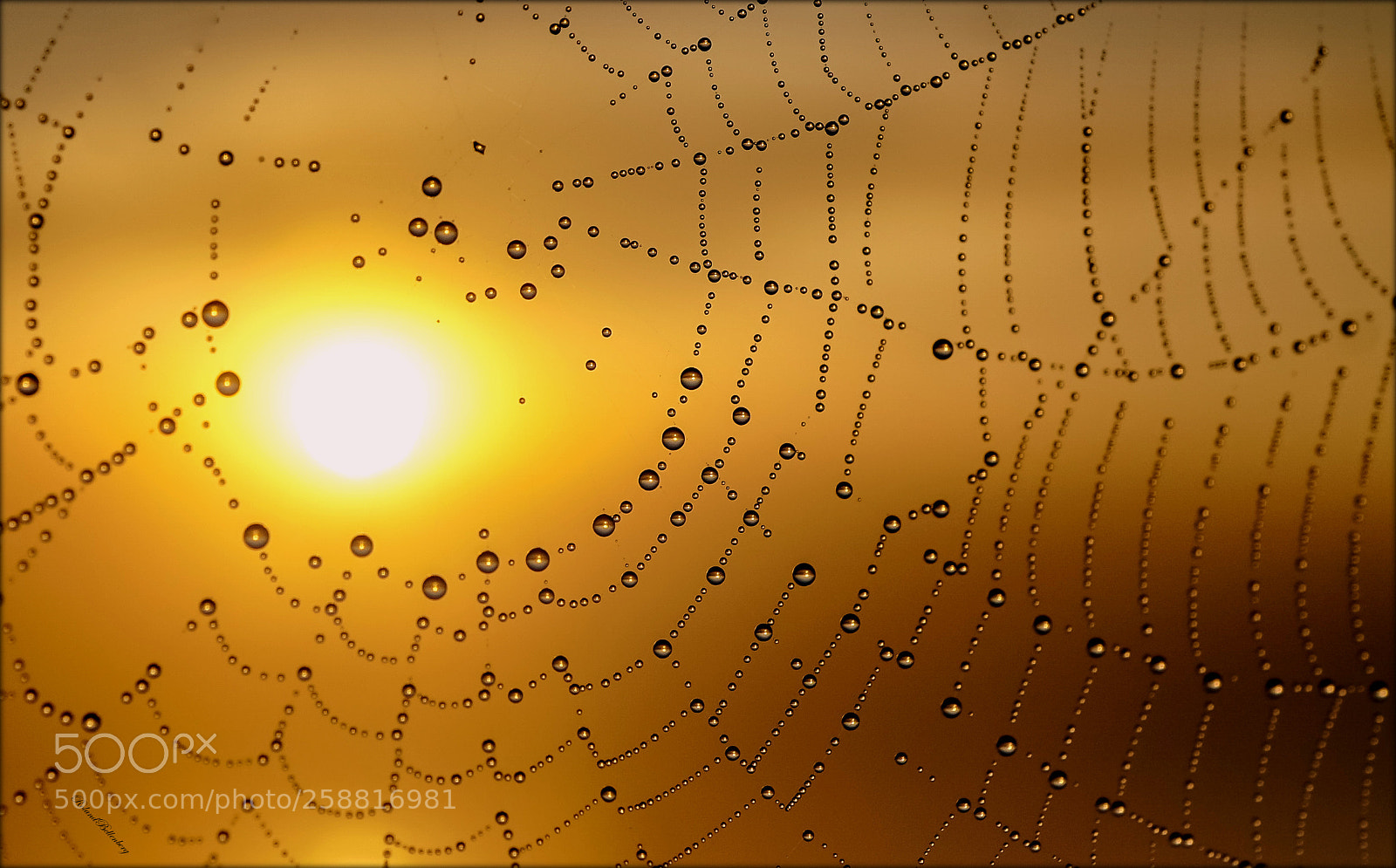 Sony a6000 sample photo. The spider is free photography