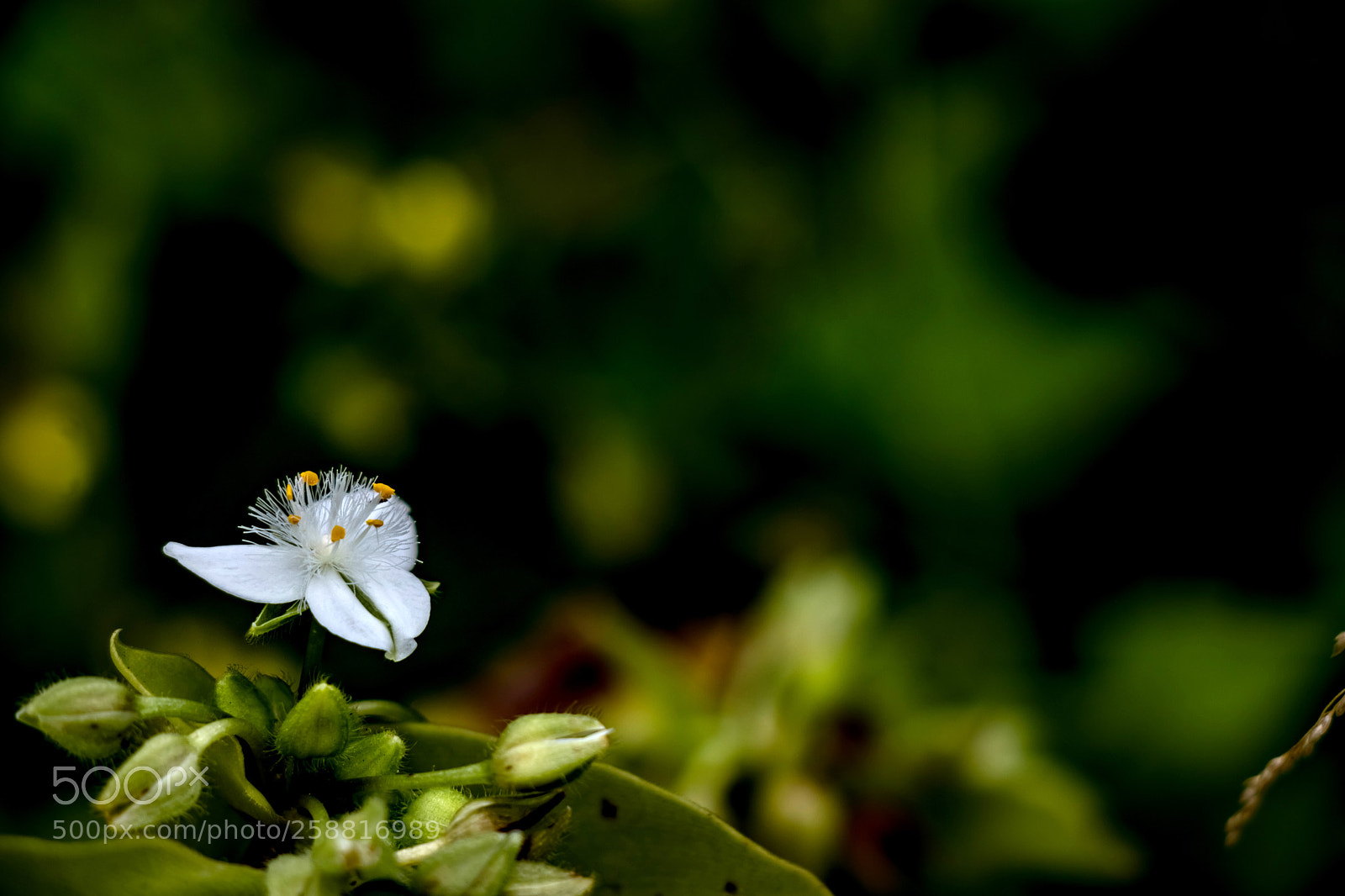 Canon EOS 80D sample photo. Tranquility photography