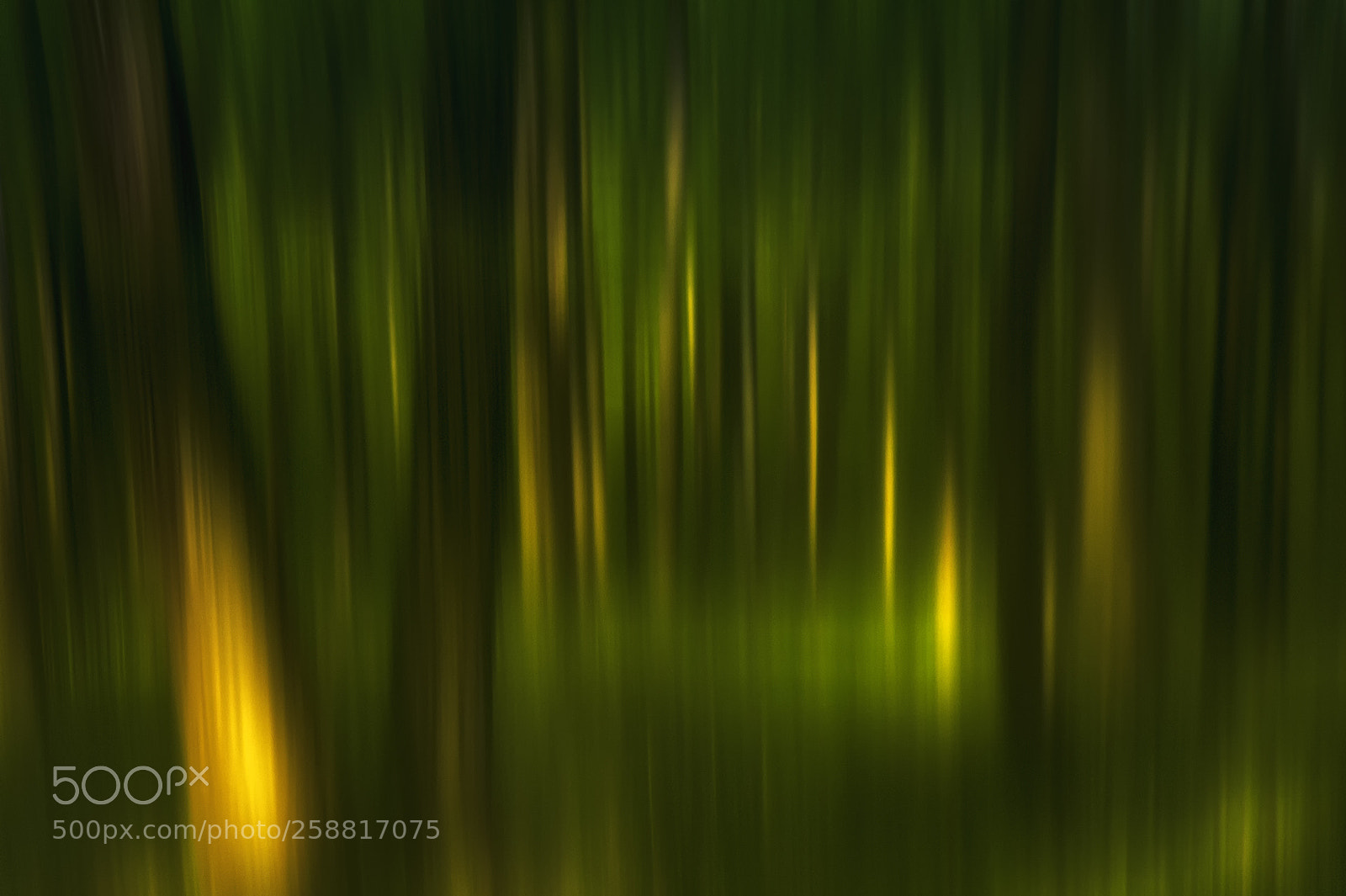 Nikon D700 sample photo. Magic forest photography