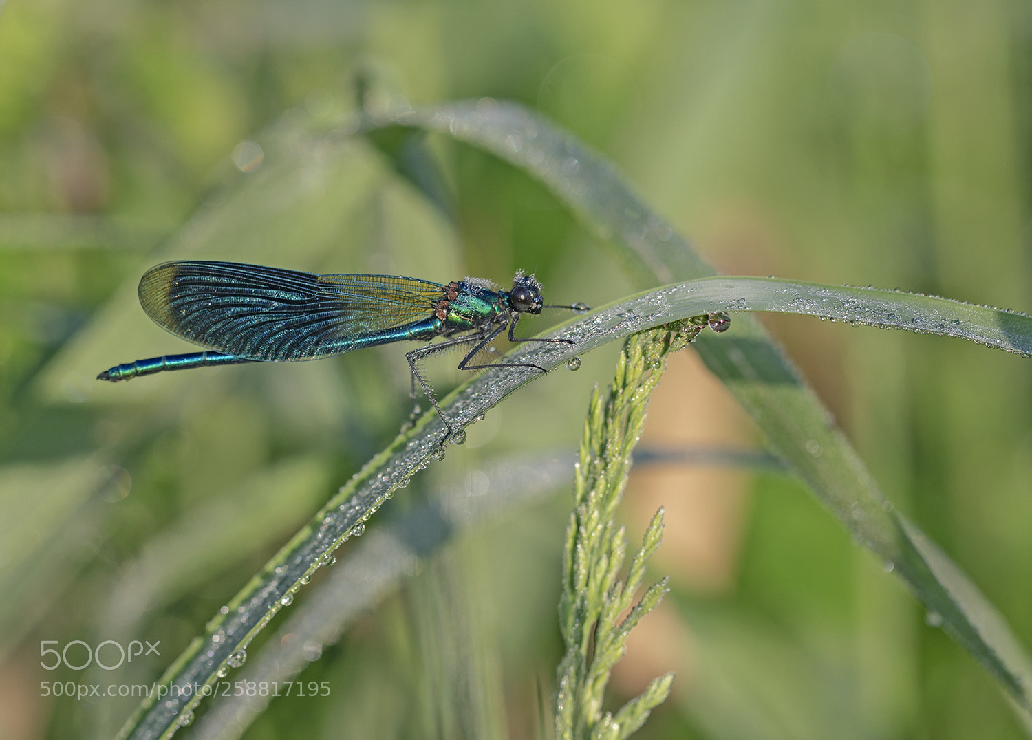 Canon EOS 5D Mark IV sample photo. Geb nderte prachtlibelle calopteryx photography