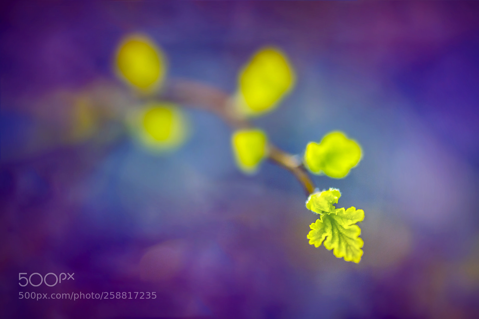 Canon EOS 6D sample photo. A leaf photography
